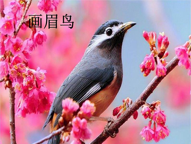 苏少版四年级下册美术 6 鸟和家禽 课件+教案06