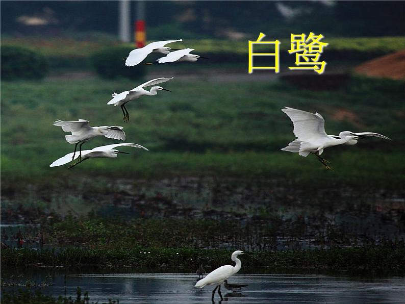 苏少版四年级下册美术 6 鸟和家禽 课件+教案07