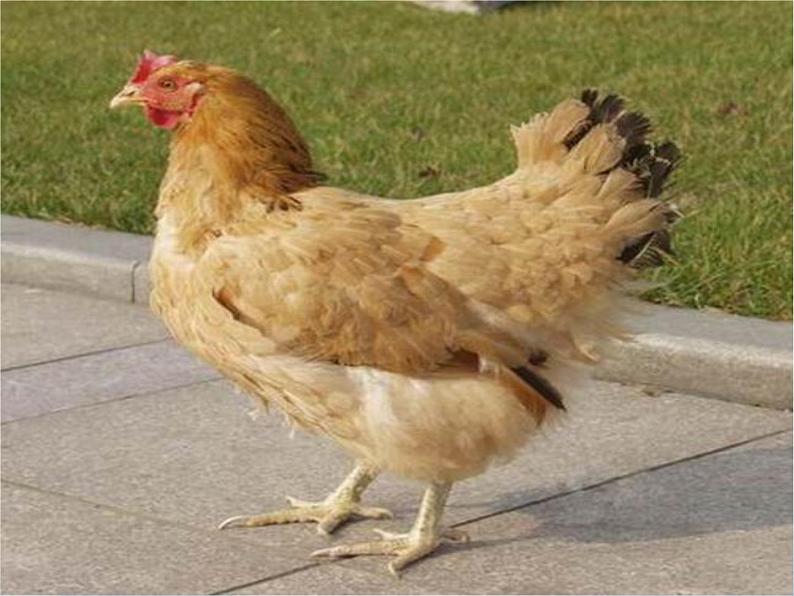 苏少版四年级下册美术 6 鸟和家禽 课件+教案08