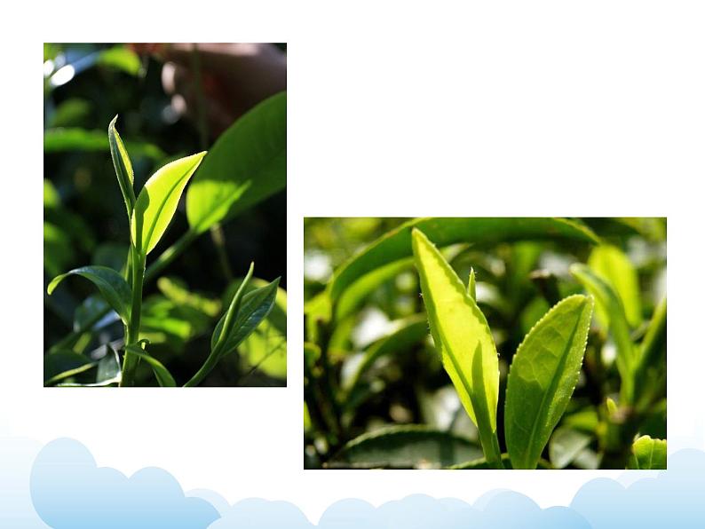 《叶子片片》课件第3页