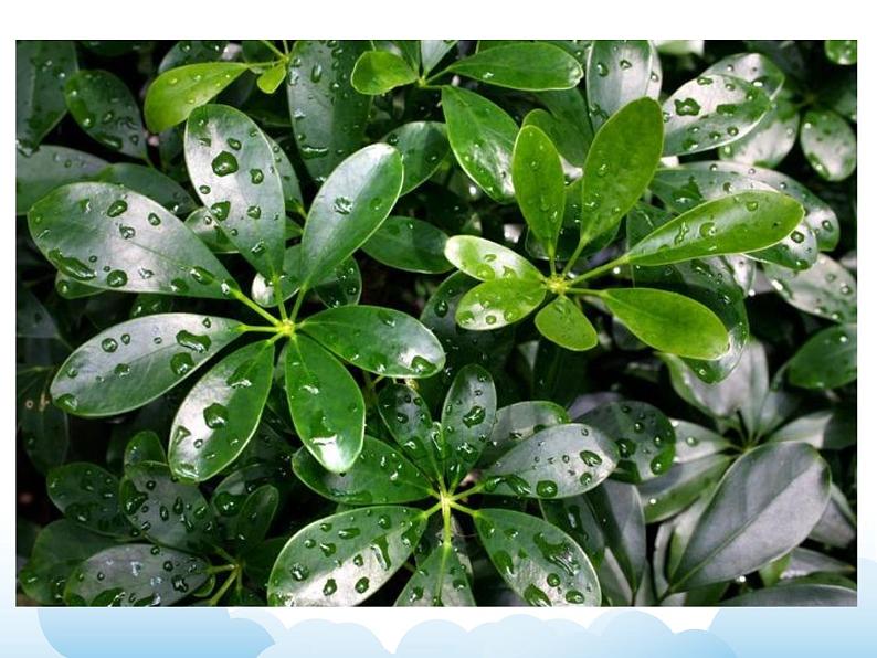 《叶子片片》课件第4页