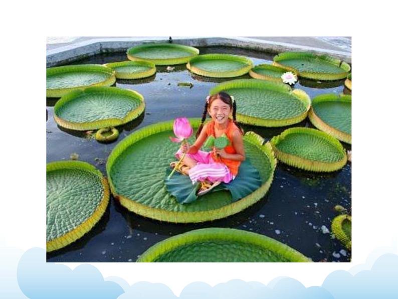 《叶子片片》课件第6页