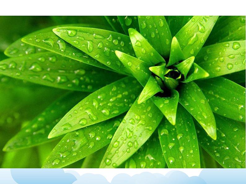 《叶子片片》课件第7页