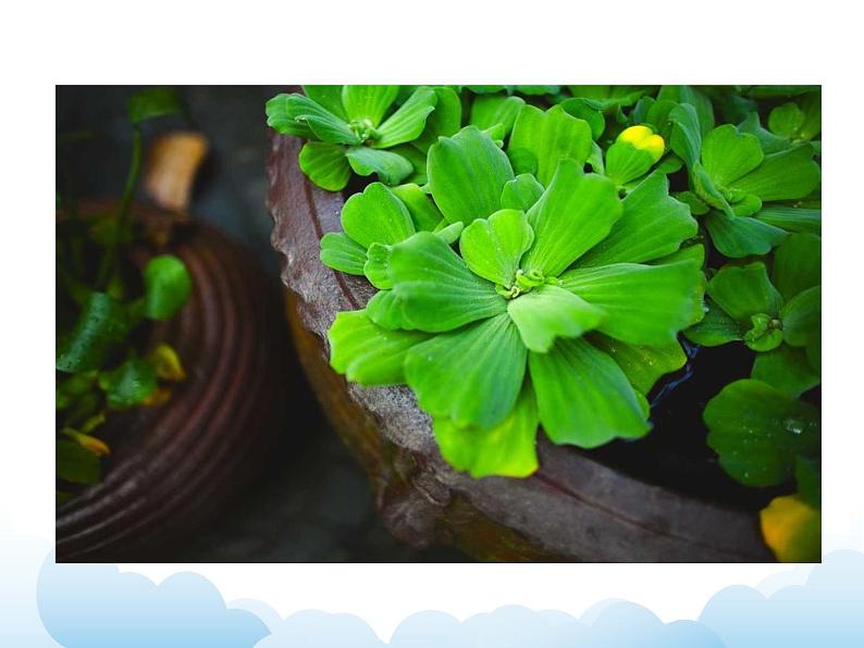 《叶子片片》课件第8页