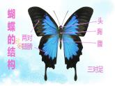 小学二年级下册美术课件-第5课折剪蝴蝶-浙美版(14张)ppt课件