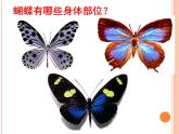 小学二年级下册美术课件-第5课折剪蝴蝶-浙美版(13张)ppt课件