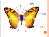小学二年级下册美术课件-第5课折剪蝴蝶-浙美版(13张)ppt课件