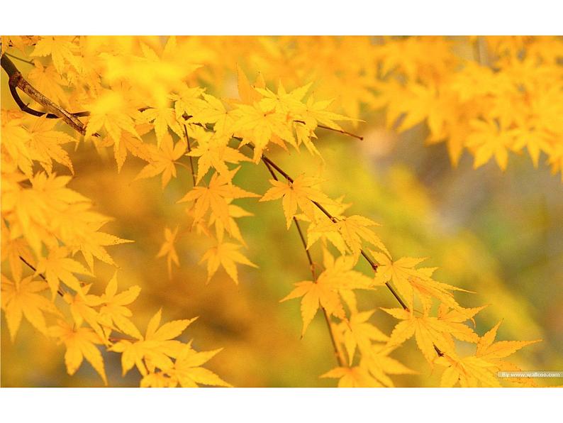 小学三年级下册美术课件-5.15秋天的落叶-岭南版(13张)ppt课件第6页