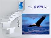 蘇少版六年級下冊美術(shù) 6.向動物朋友學(xué)習(xí) 課件+教案