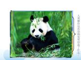 蘇少版六年級下冊美術(shù) 6.向動物朋友學(xué)習(xí) 課件+教案