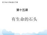 蘇少版六年級下冊美術(shù) 15.有生命的石頭 課件+教案