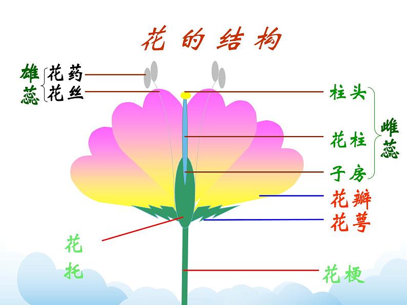 《花儿朵朵（一）》课件第2页