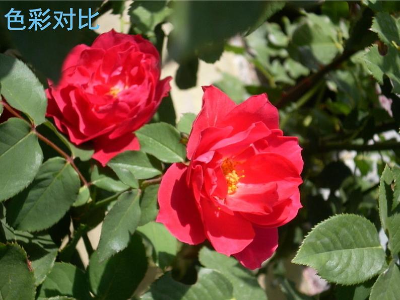 苏少版四年级下册美术 11 对比的艺术 课件+教案02