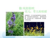 蘇少版三年級(jí)下冊(cè)美術(shù) 3 風(fēng) 課件+教案