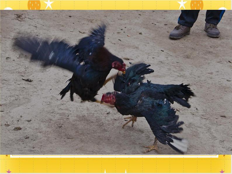 桂美版美术四年级下册第8课斗鸡      课件+教案07