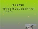 候鸟的乐园PPT课件免费下载