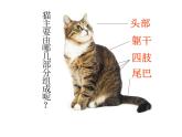 小学二年级下册美术课件-第17课可爱的猫咪-浙美版(18张)(1)ppt课件