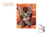 小学二年级下册美术课件-第17课可爱的猫咪-浙美版(15张)ppt课件