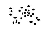 湘美版二年級(jí)美術(shù)上冊(cè)課件 10.小蝌蚪