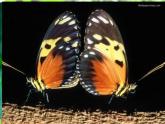 湘美版四年級(jí)美術(shù)上冊(cè)課件 第14課 蝴蝶落我家