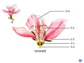 湘美版四年級(jí)美術(shù)上冊(cè)課件 第1課 祖國在我心中