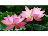 湘美版四年級美術上冊課件 第6課 花兒朵朵