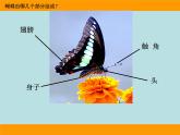 小学二年级下册美术课件-第5课折剪蝴蝶-浙美版(25张)ppt课件