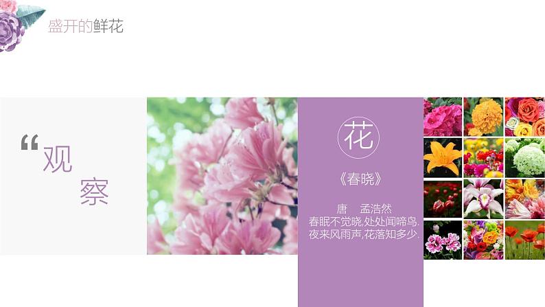 小学二年级下册美术课件-第2课盛开的鲜花-浙美版(27张)ppt课件03
