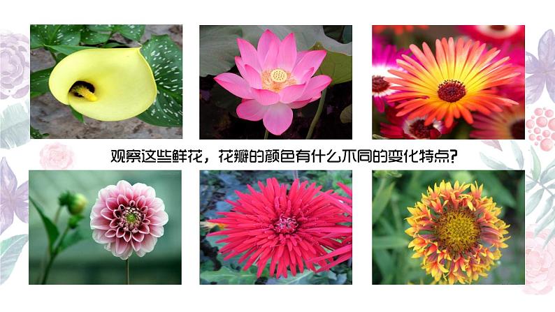 小学二年级下册美术课件-第2课盛开的鲜花-浙美版(27张)ppt课件05