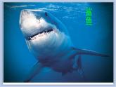 第7课 水族馆 课件PPT