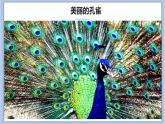 4.美丽的孔雀 课件PPT+素材