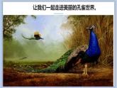 4.美丽的孔雀 课件PPT+素材