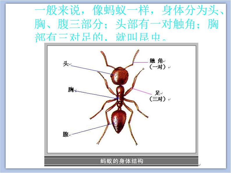 《昆虫王国》课件第3页