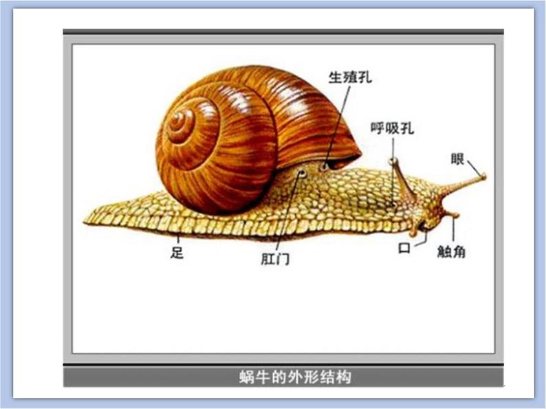 《昆虫王国》课件第4页