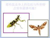 《昆蟲(chóng)王國(guó)》課件