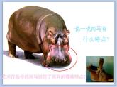 《我們的動物樂園》課件