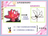 《變寫(xiě)生畫(huà)為裝飾畫(huà)》課件