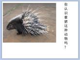 《不同物象的表面特征》课件