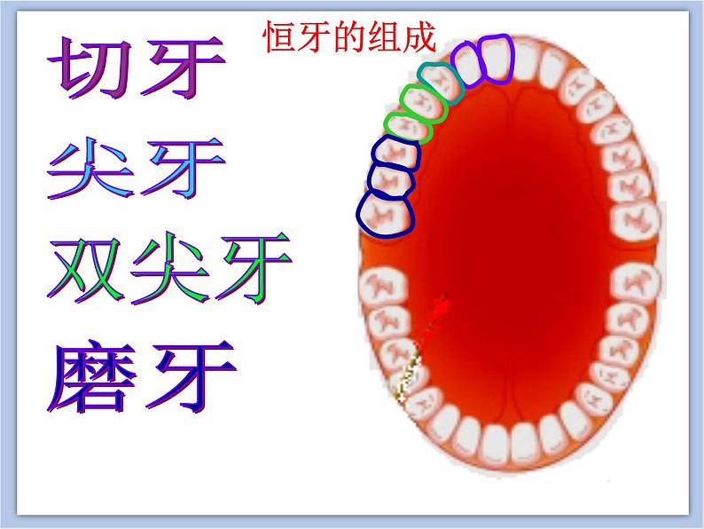 《我们的“爱牙日”》课件06