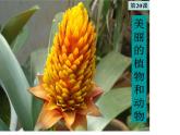 美麗的植物和動物PPT課件免費下載