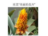 美麗的植物和動物PPT課件免費下載