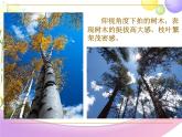 湘美版美術(shù)六下第2課《俯仰之間》ppt課件2[