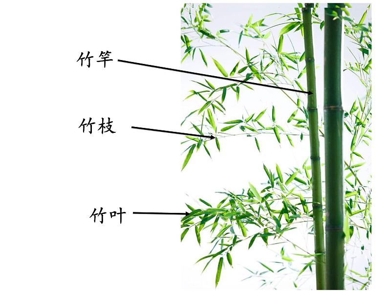 小学六年级下册美术 第10课竹-浙美版(17张)ppt课件07