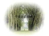 小學美術課件-4.13千姿百態(tài)的樹嶺南版(30張PPT)ppt課件