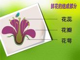 小學(xué)美術(shù)課件-2.5美麗的花園嶺南版(13張PPT)ppt課件