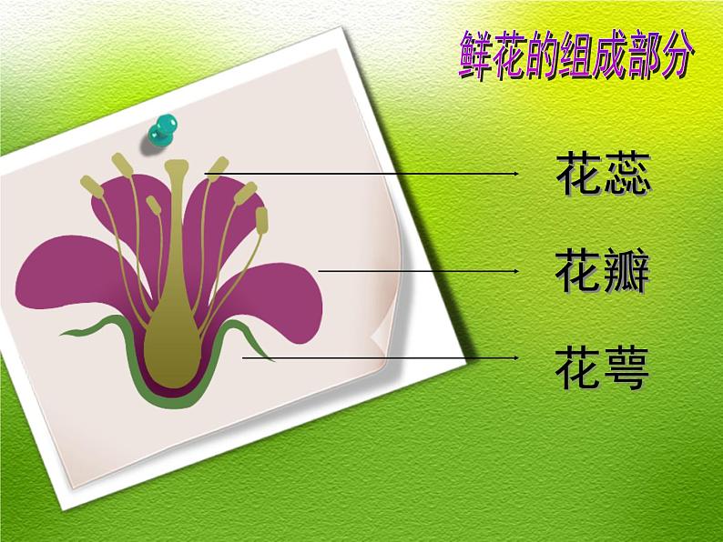 小学美术课件-2.5美丽的花园岭南版(13张PPT)ppt课件第3页