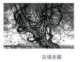 浙美版四年级下册美术7《生长的植物》课件