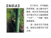浙美版六年级下册美术10《竹》课件