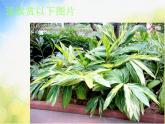 岭南版小学美术 14.奇特的热带植物 课件