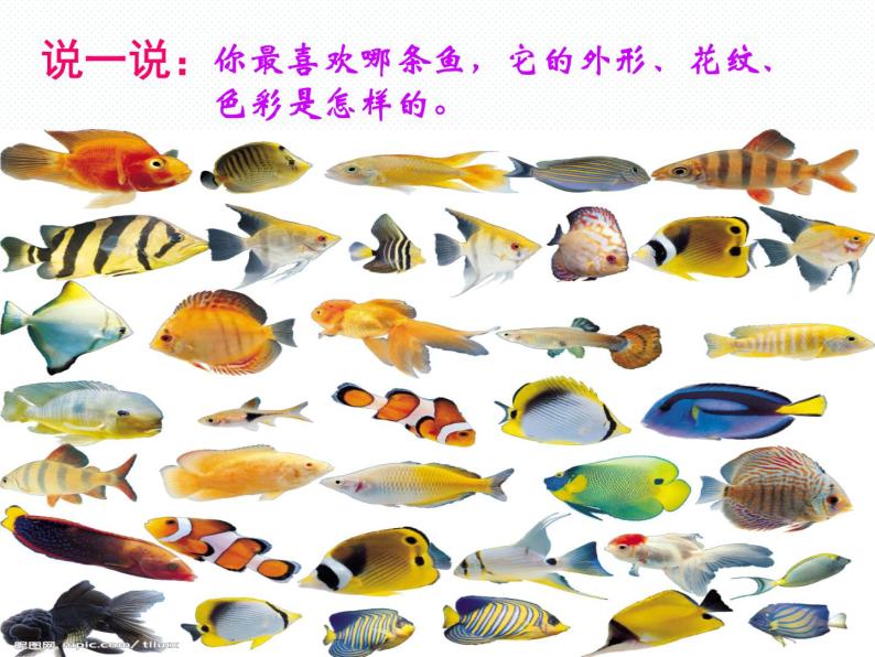 美术一年级上册人美版 第17课 谁画的鱼最大（课件） (2)05
